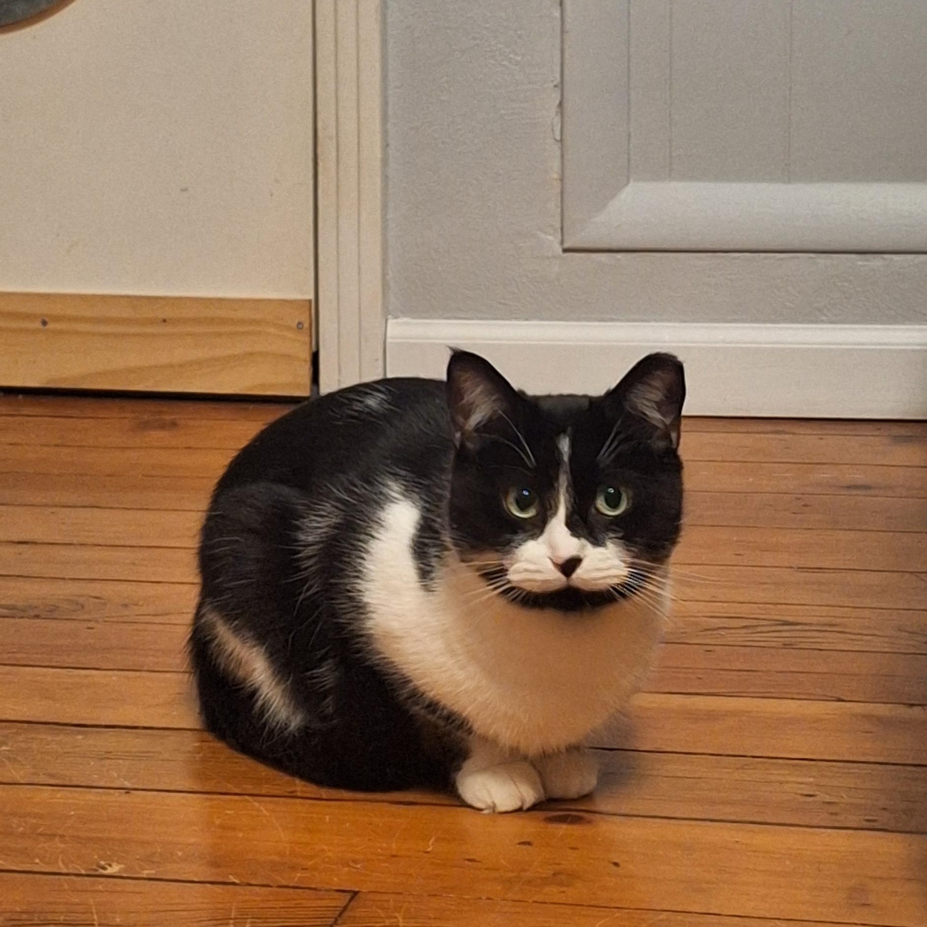 KungFoo, a Adoptable Domestic Short Hair in BUTLER, PA image 5/5