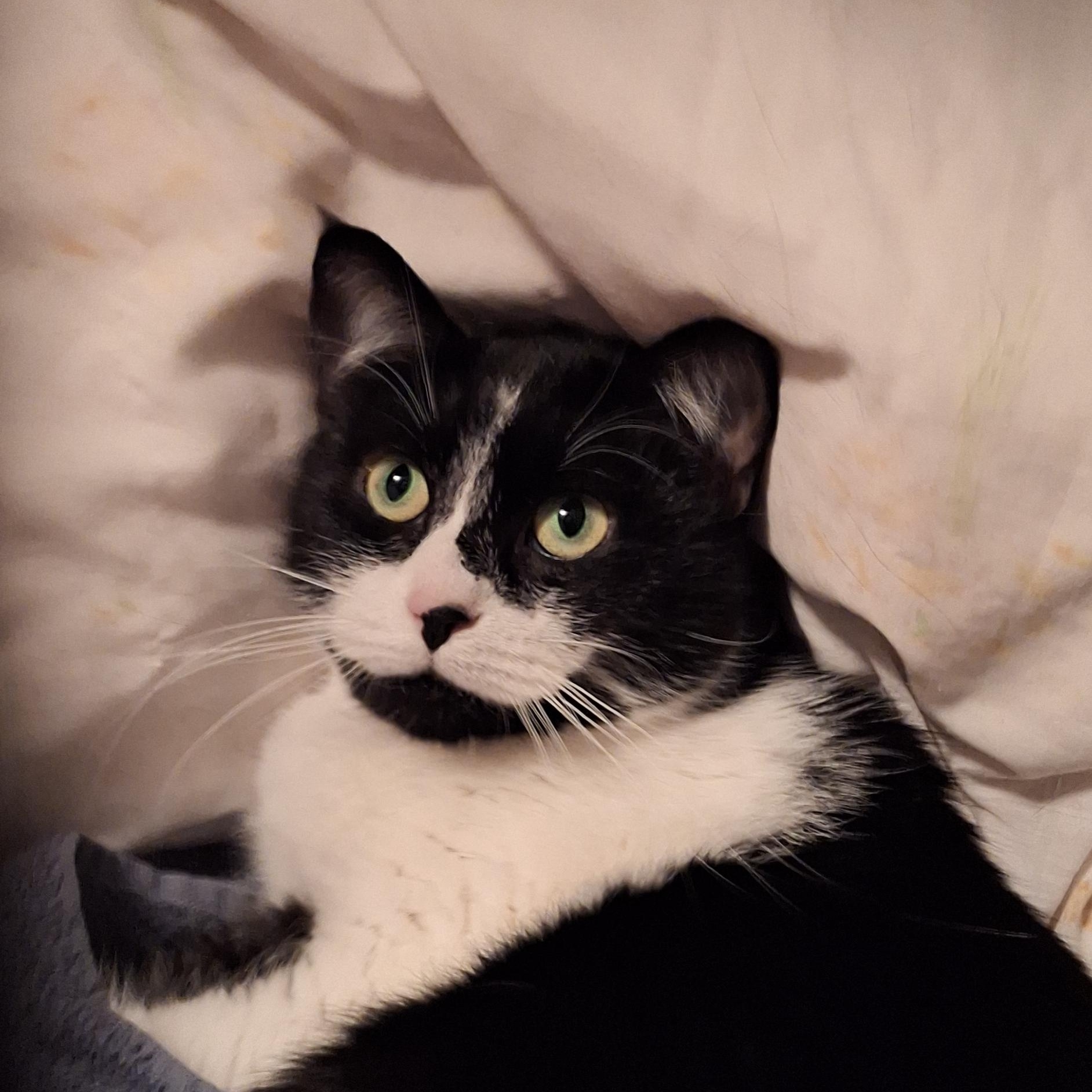 Panda, a Adoptable Domestic Short Hair in BUTLER, PA image 2/4