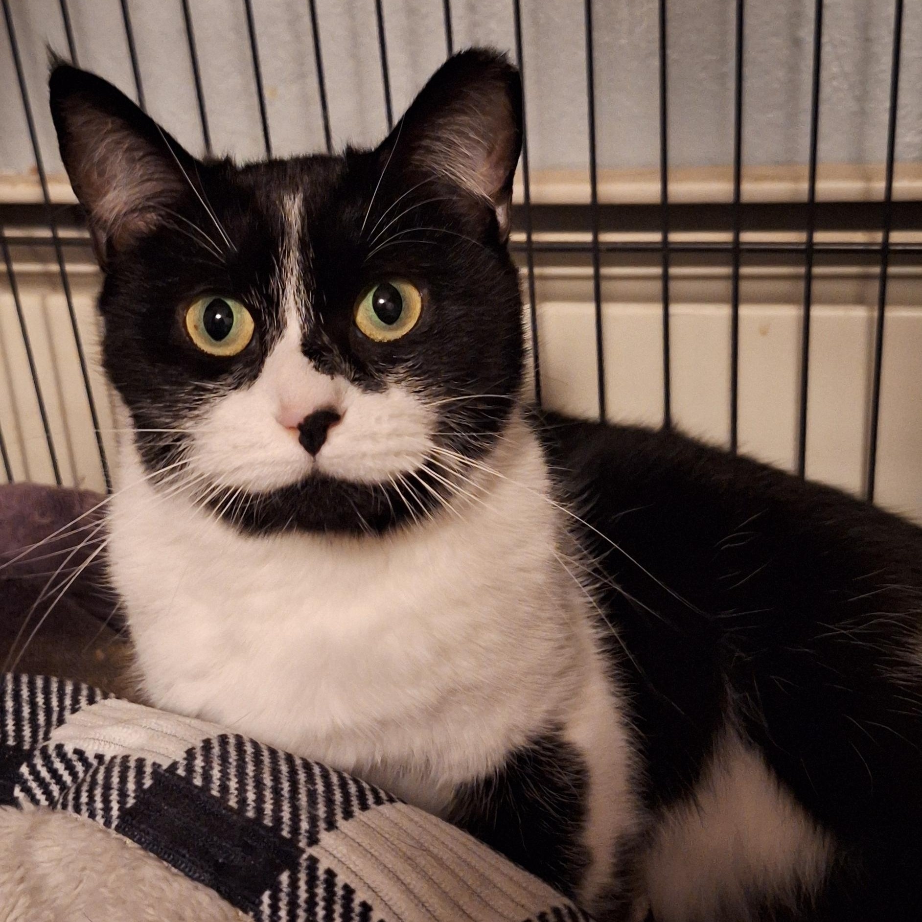 Panda, Adoptable, Adult Female Domestic Short Hair.