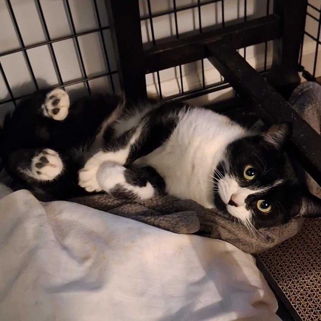 Panda, a Adoptable Domestic Short Hair in BUTLER, PA image 3/4