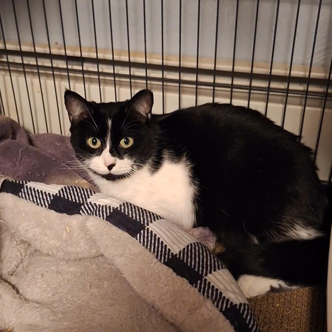 Panda, a Adoptable Domestic Short Hair in BUTLER, PA image 4/4