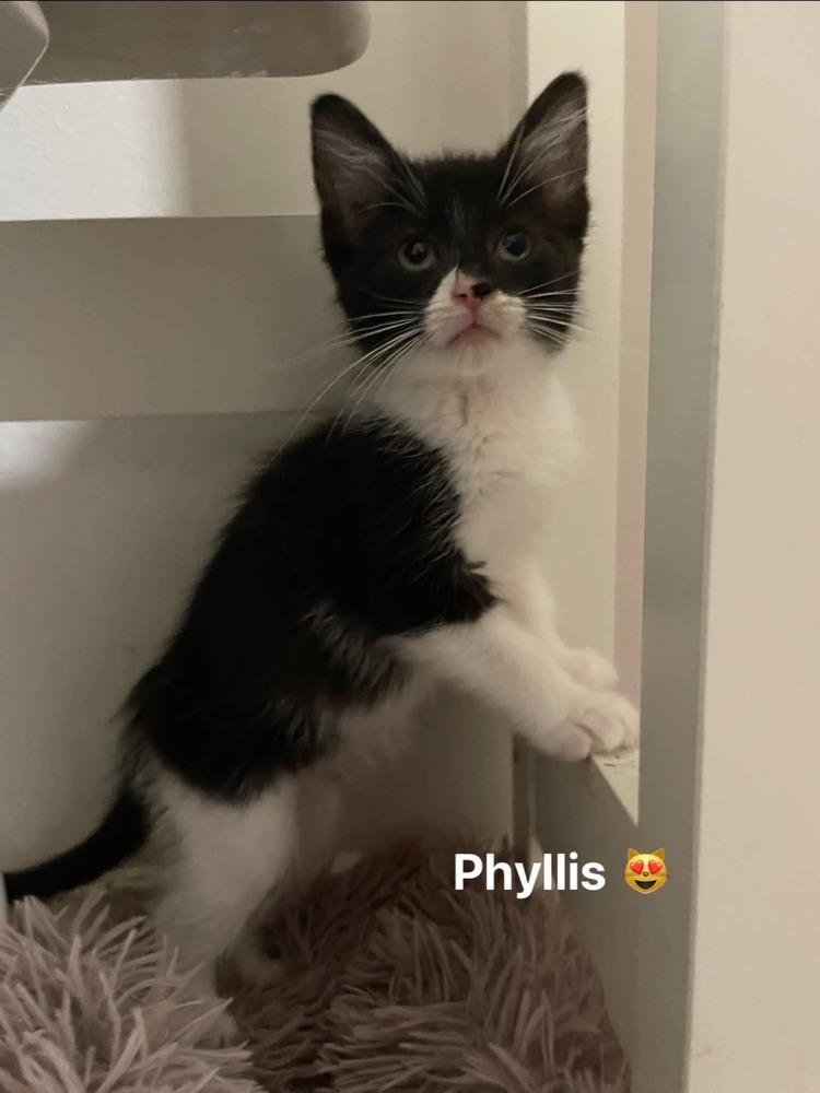 Phyllis, Adoptable, Kitten Female Domestic Short Hair.