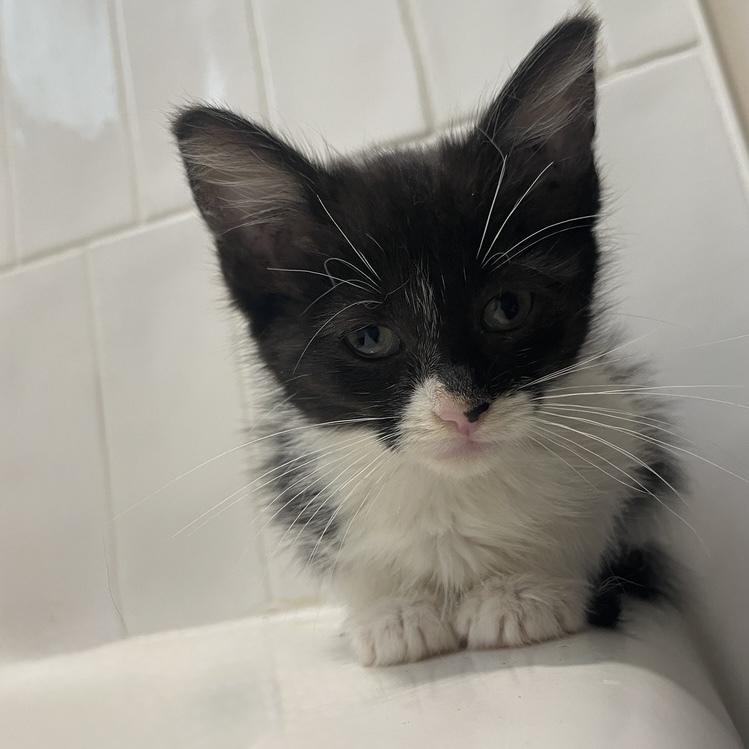 Enlarge Phyllis, a Adoptable Domestic Short Hair in Chicago, IL image 3/6