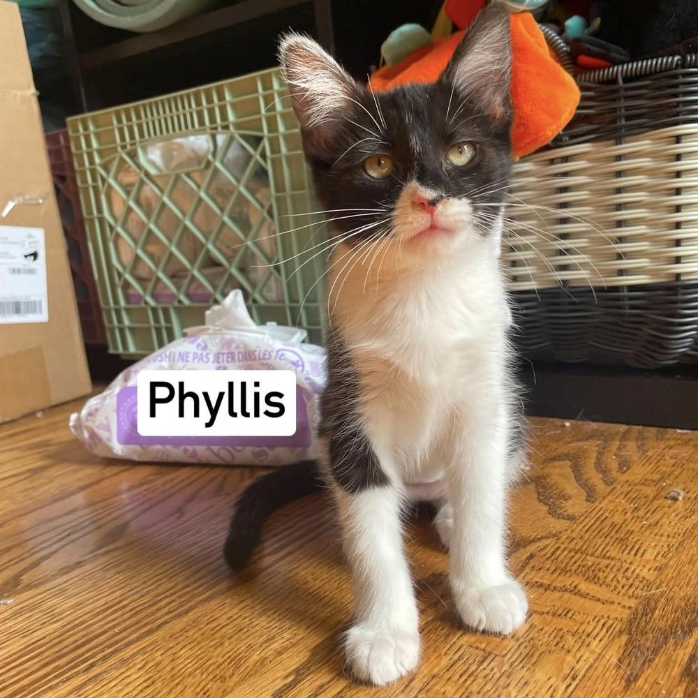 Enlarge Phyllis, a Adoptable Domestic Short Hair in Chicago, IL image 4/6