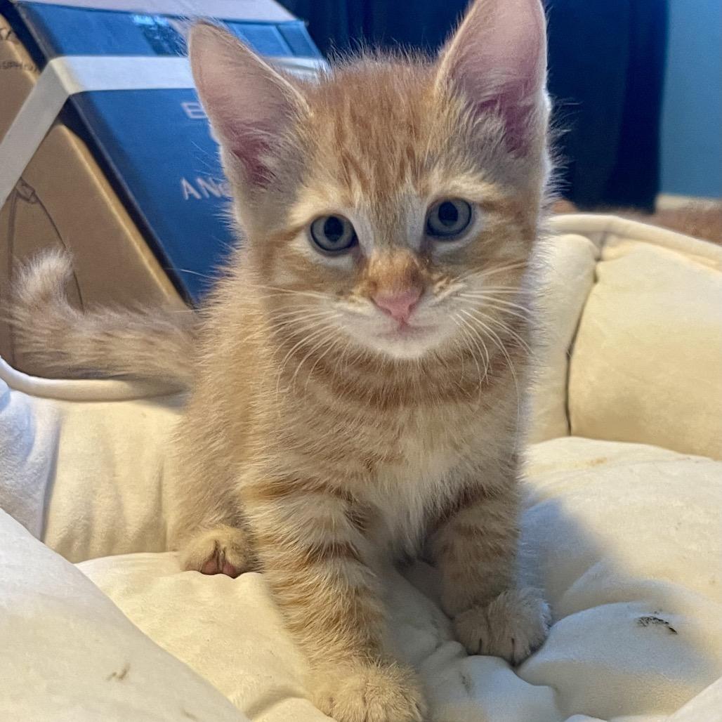 Applebee, Adoptable, Kitten Male Domestic Short Hair.
