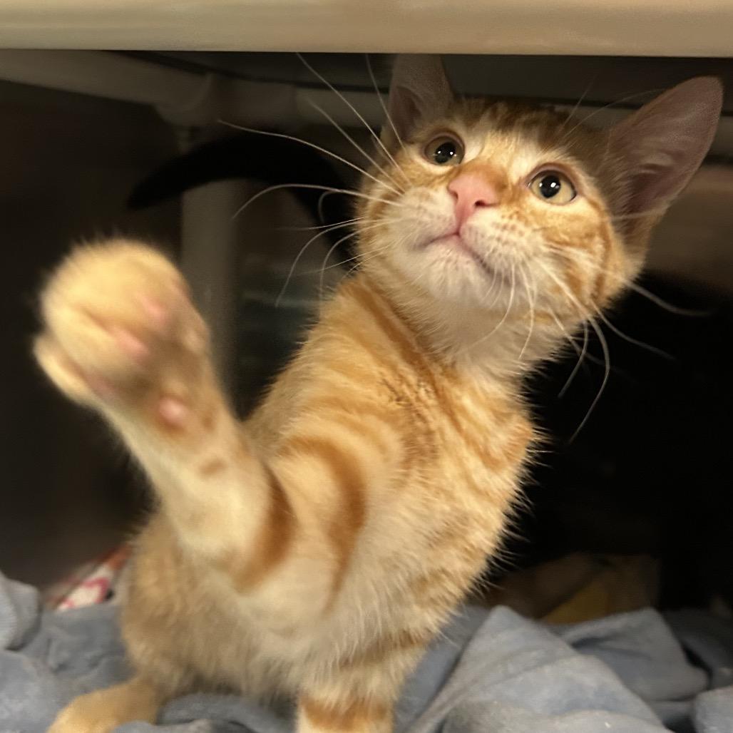 Enlarge Applebee, a Adoptable Domestic Short Hair in Keizer, OR image 2/5