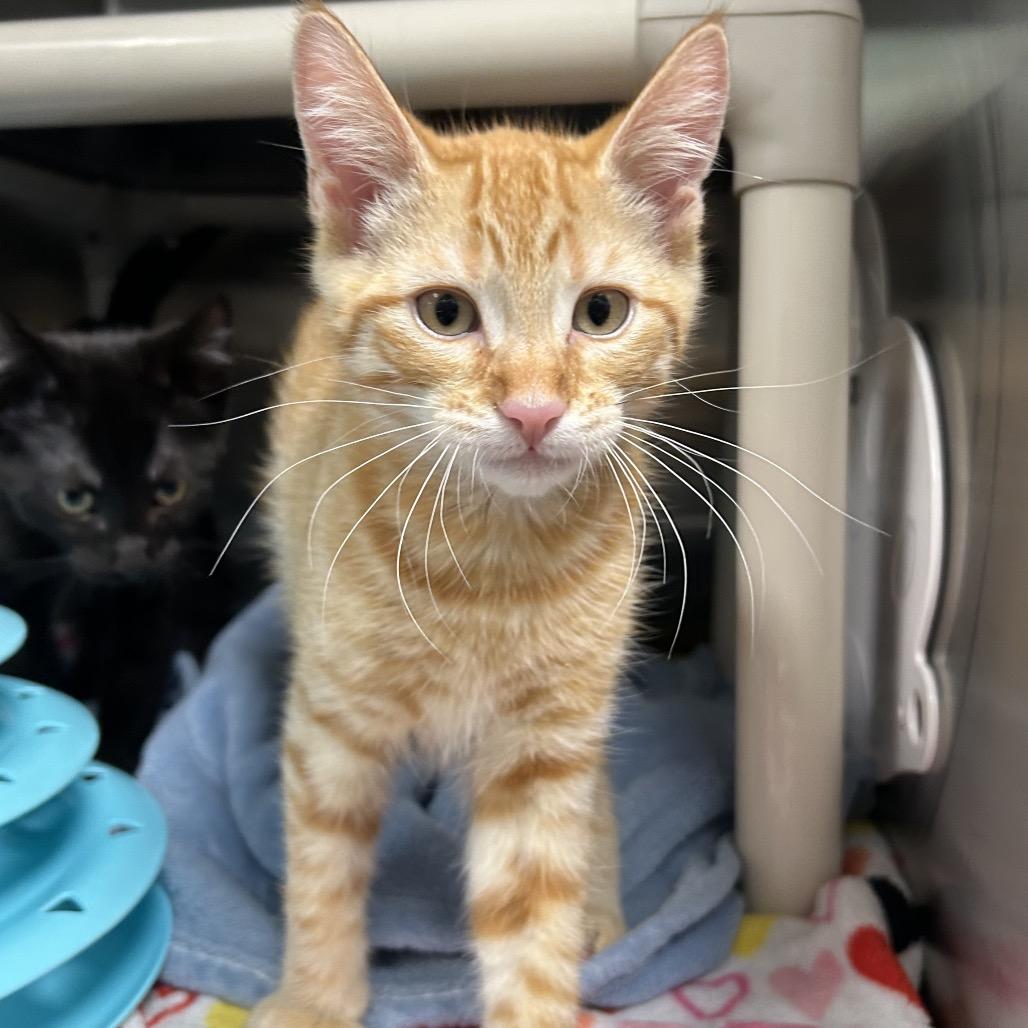 Enlarge Applebee, a Adoptable Domestic Short Hair in Keizer, OR image 3/5