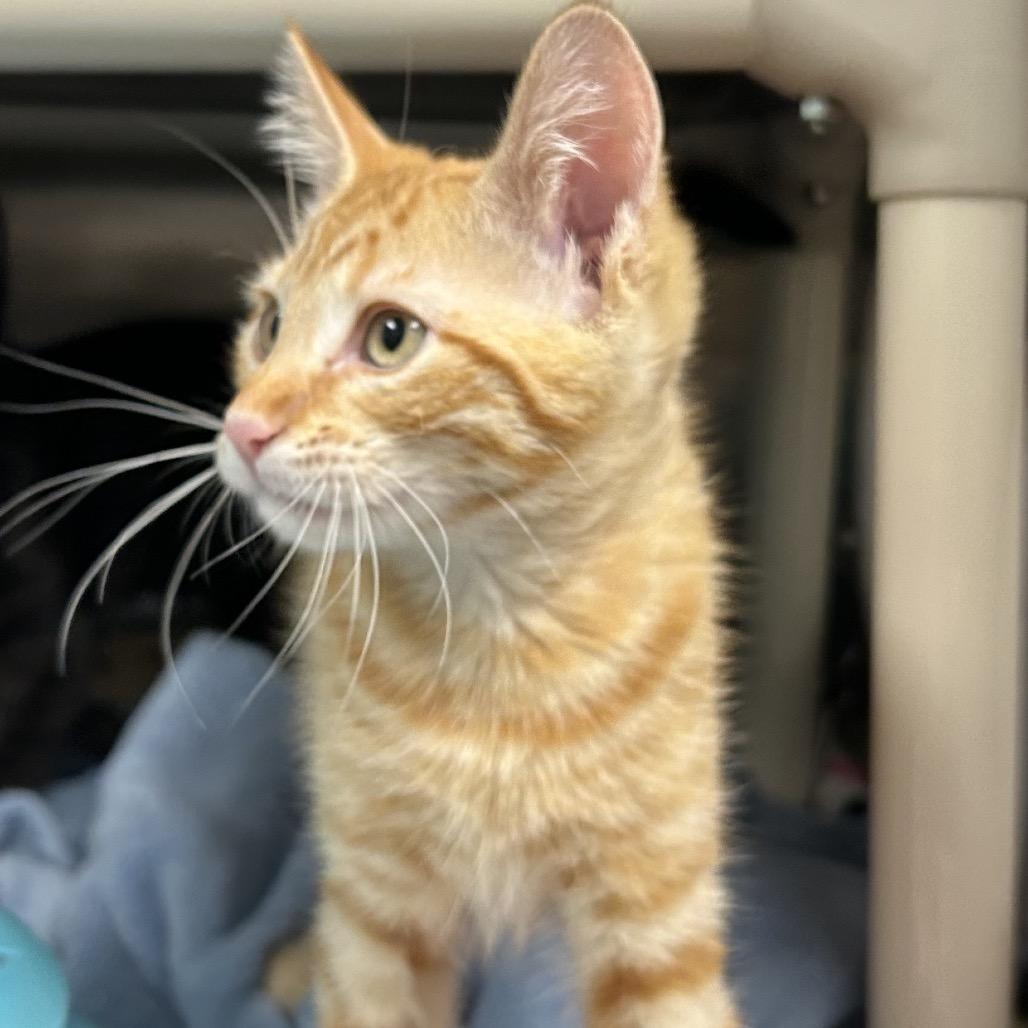 Enlarge Applebee, a Adoptable Domestic Short Hair in Keizer, OR image 4/5