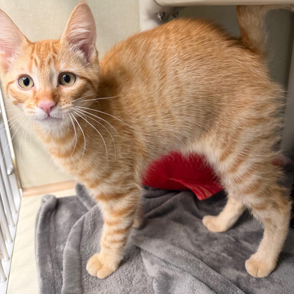 Enlarge Applebee, a Adoptable Domestic Short Hair in Keizer, OR image 5/5