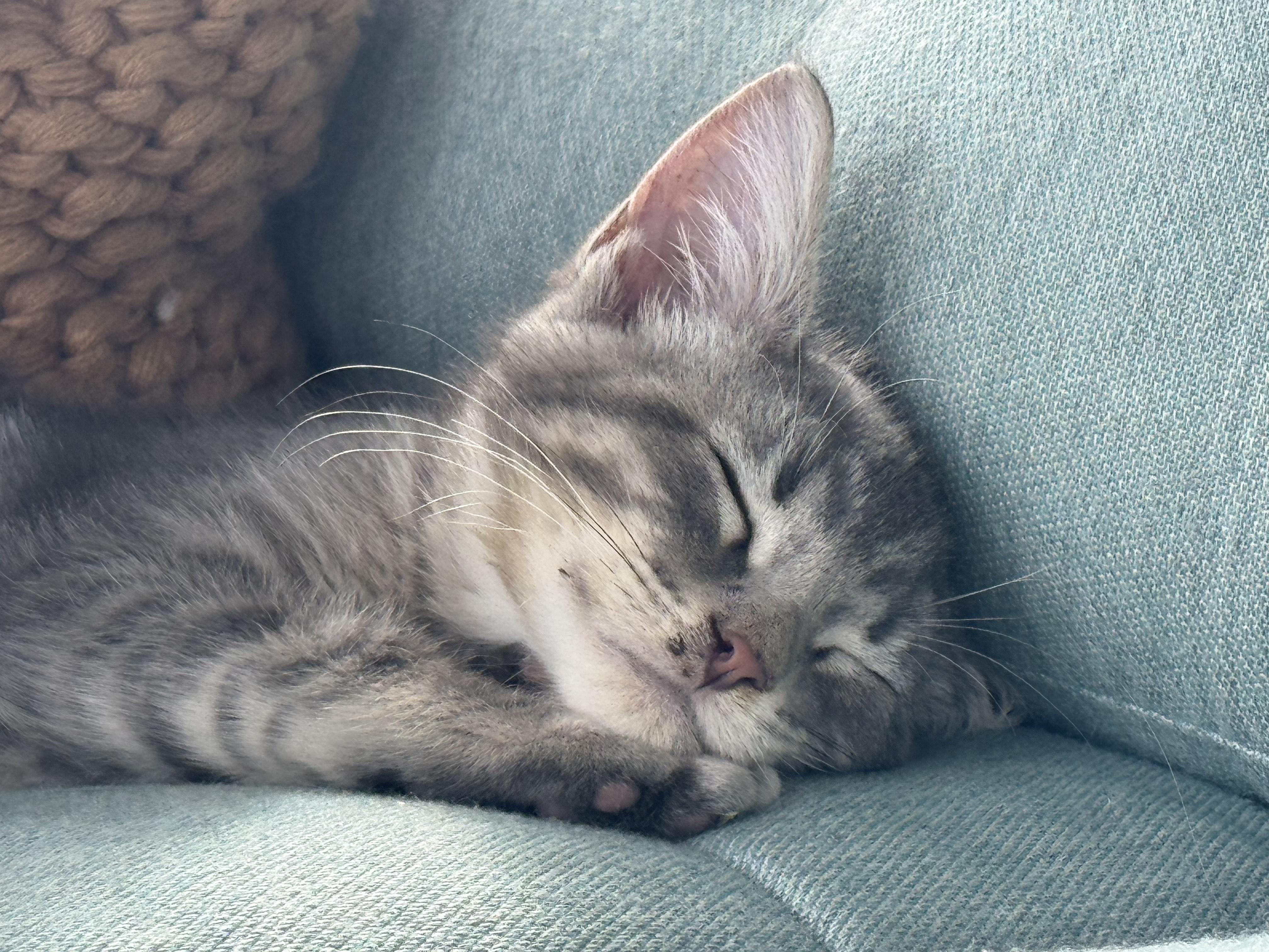 Frankie, adopted, Young Male Domestic Short Hair.