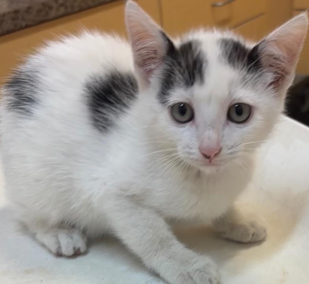 LETTA, Adoptable, Kitten Female Domestic Short Hair.