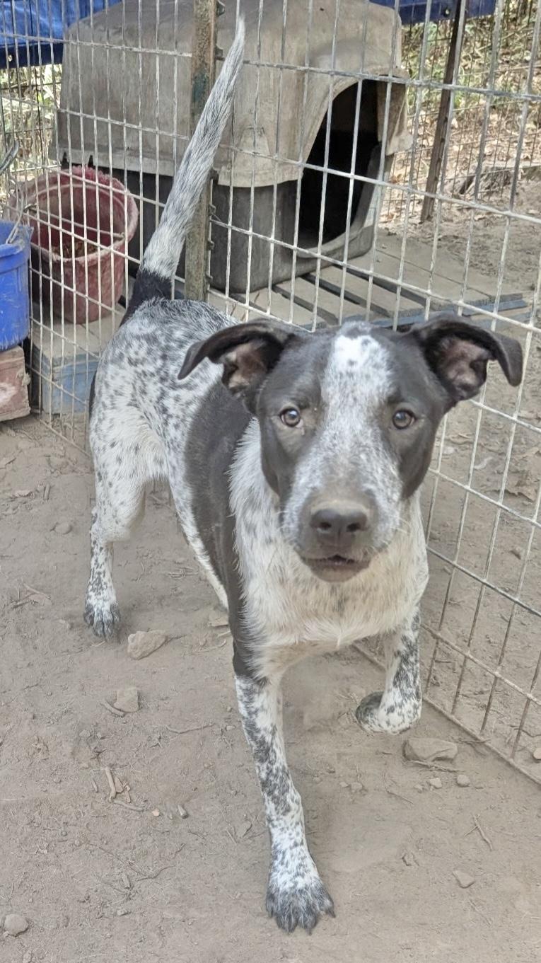 Oakley