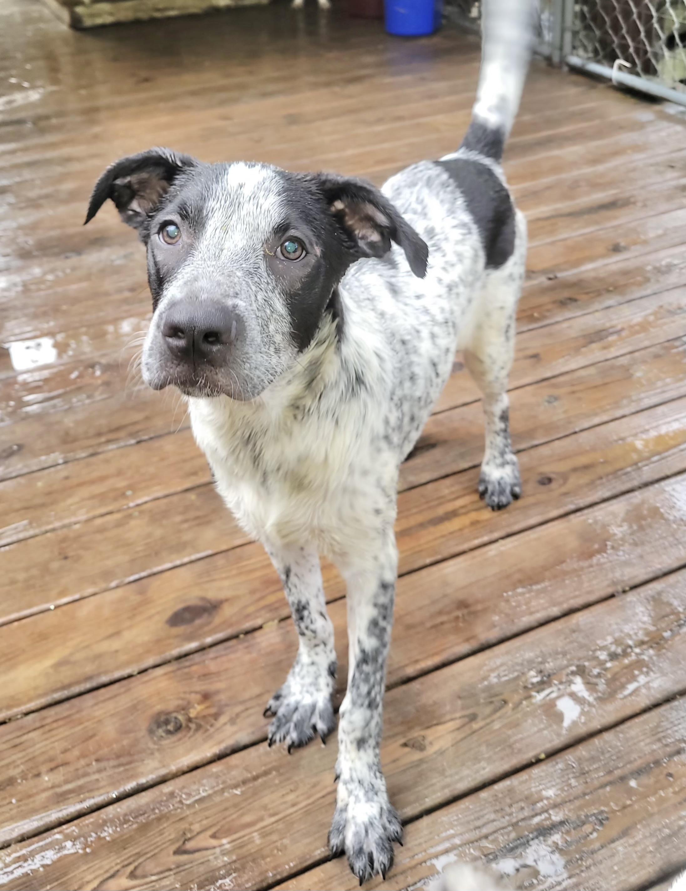 Oakley