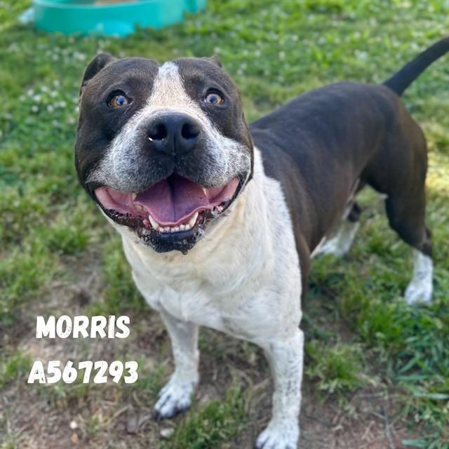 Enlarge MORRIS, a Adoptable Pit Bull Terrier in Huntsville, AL image 1/1