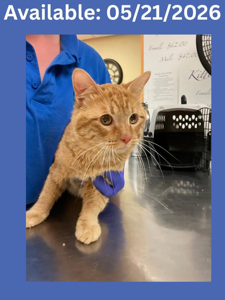 Enlarge Cat Condo # 22, a Adoptable mixed breed in Greenville, TX image 2/5