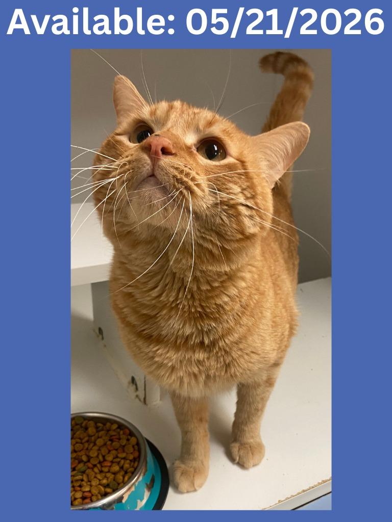 Enlarge Cat Condo # 22, a Adoptable mixed breed in Greenville, TX image 3/5