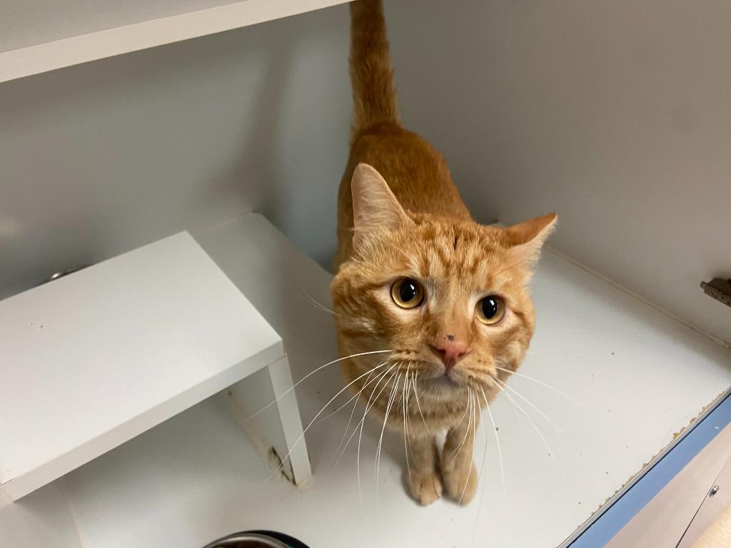 Enlarge Cat Condo # 22, a Adoptable mixed breed in Greenville, TX image 4/5