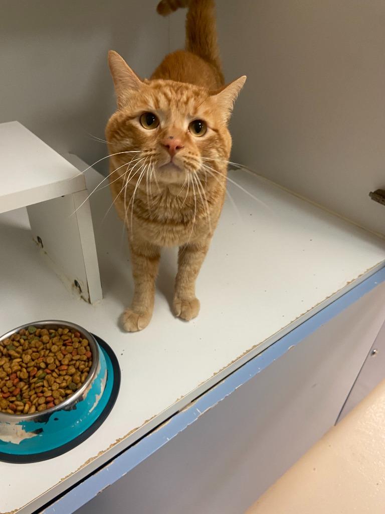 Enlarge Cat Condo # 22, a Adoptable mixed breed in Greenville, TX image 5/5