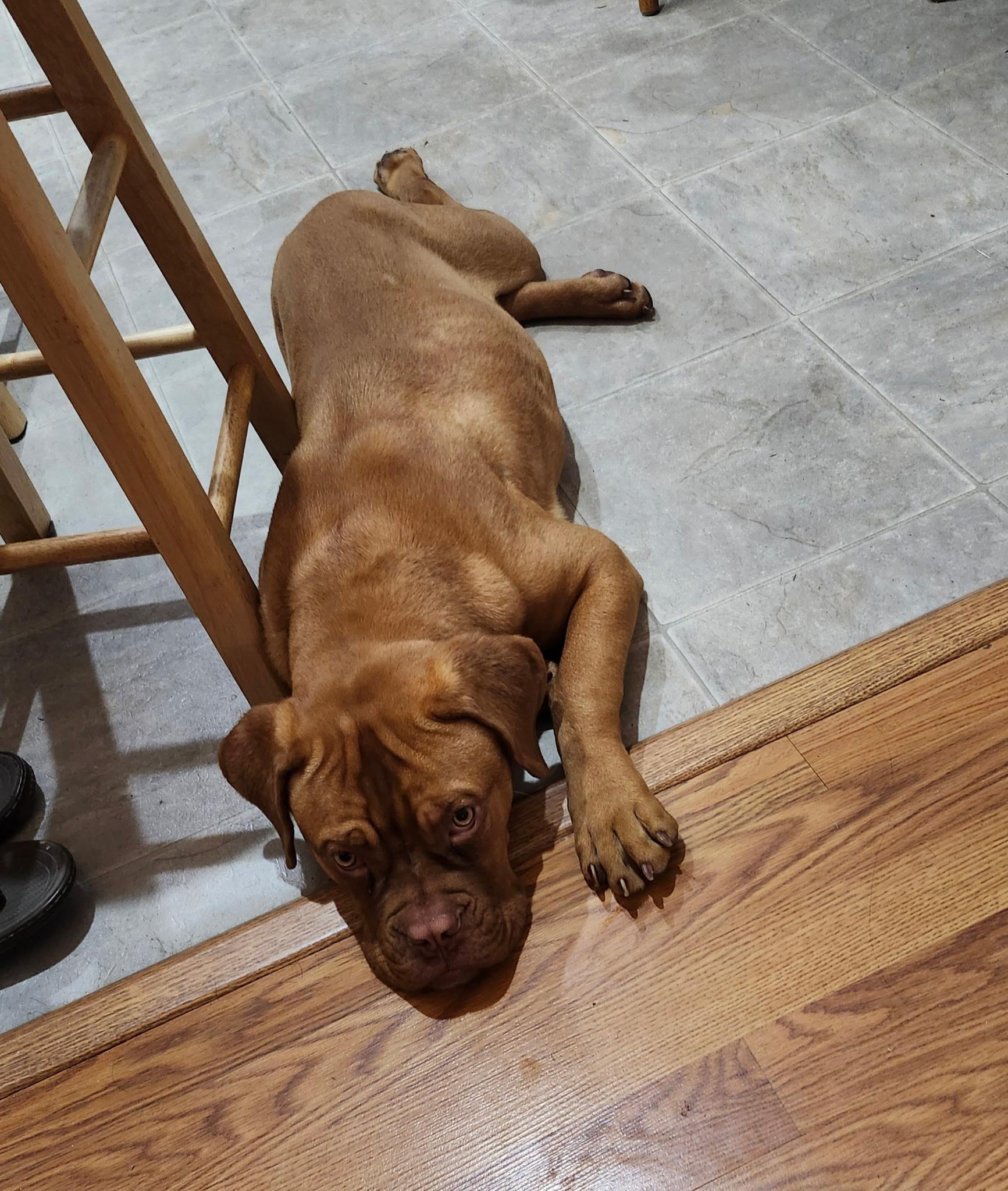 Enlarge Tootsie, an adopted mixed breed in Sumter, SC image 3/4