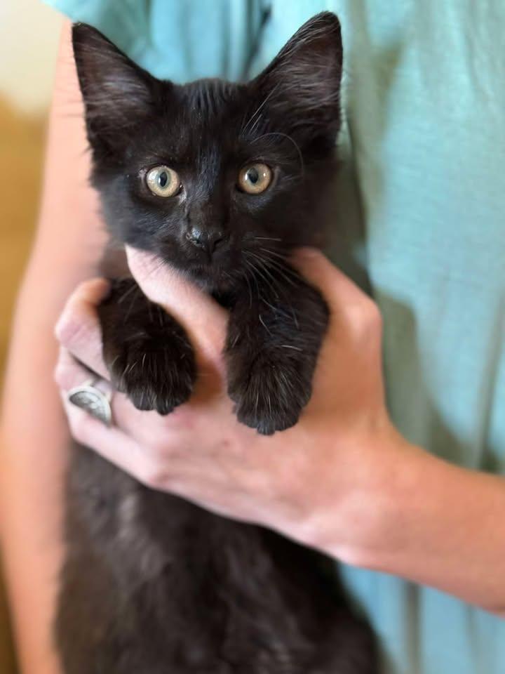 Gilly, adoptable, Kitten Female Domestic Long Hair.