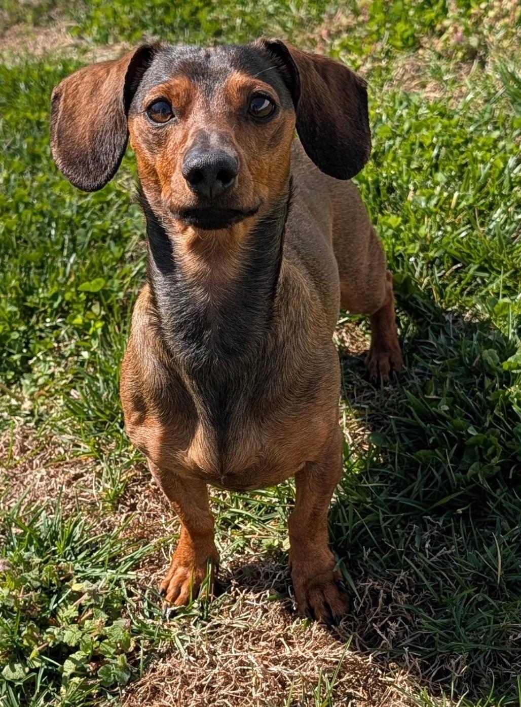 Enlarge Frankie in TN, a ADOPTABLE Dachshund in Shelbyville, TN image 4/5