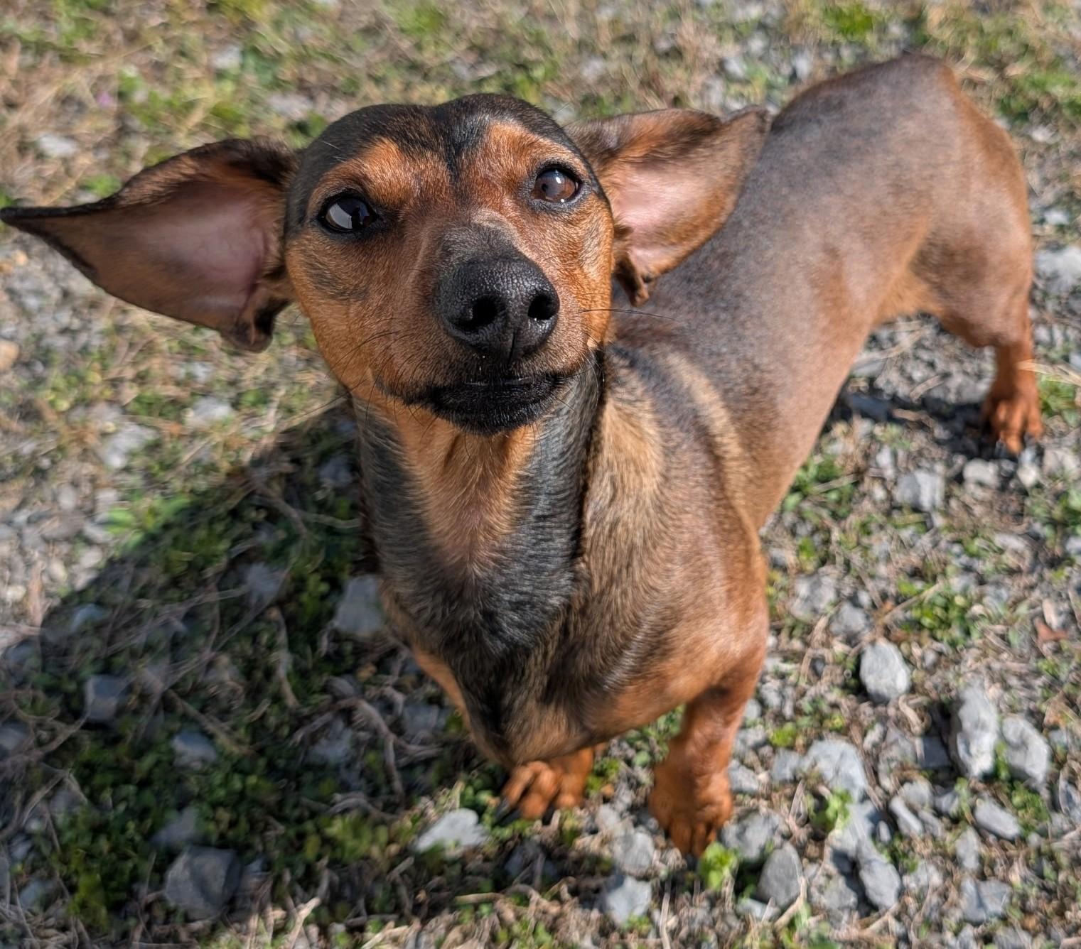 Enlarge Frankie in TN, a ADOPTABLE Dachshund in Shelbyville, TN image 3/5