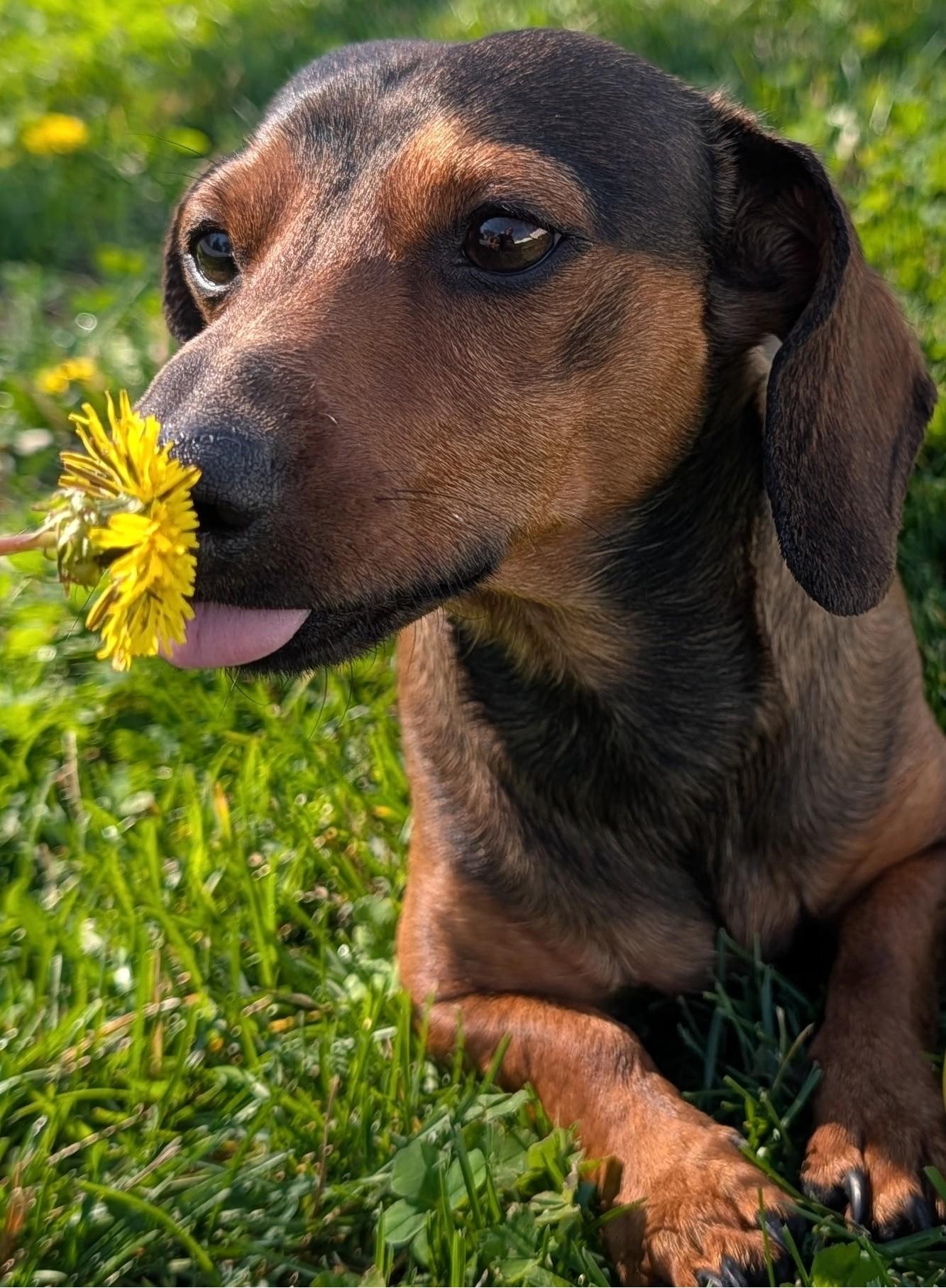 Enlarge Frankie in TN, a ADOPTABLE Dachshund in Shelbyville, TN image 1/5