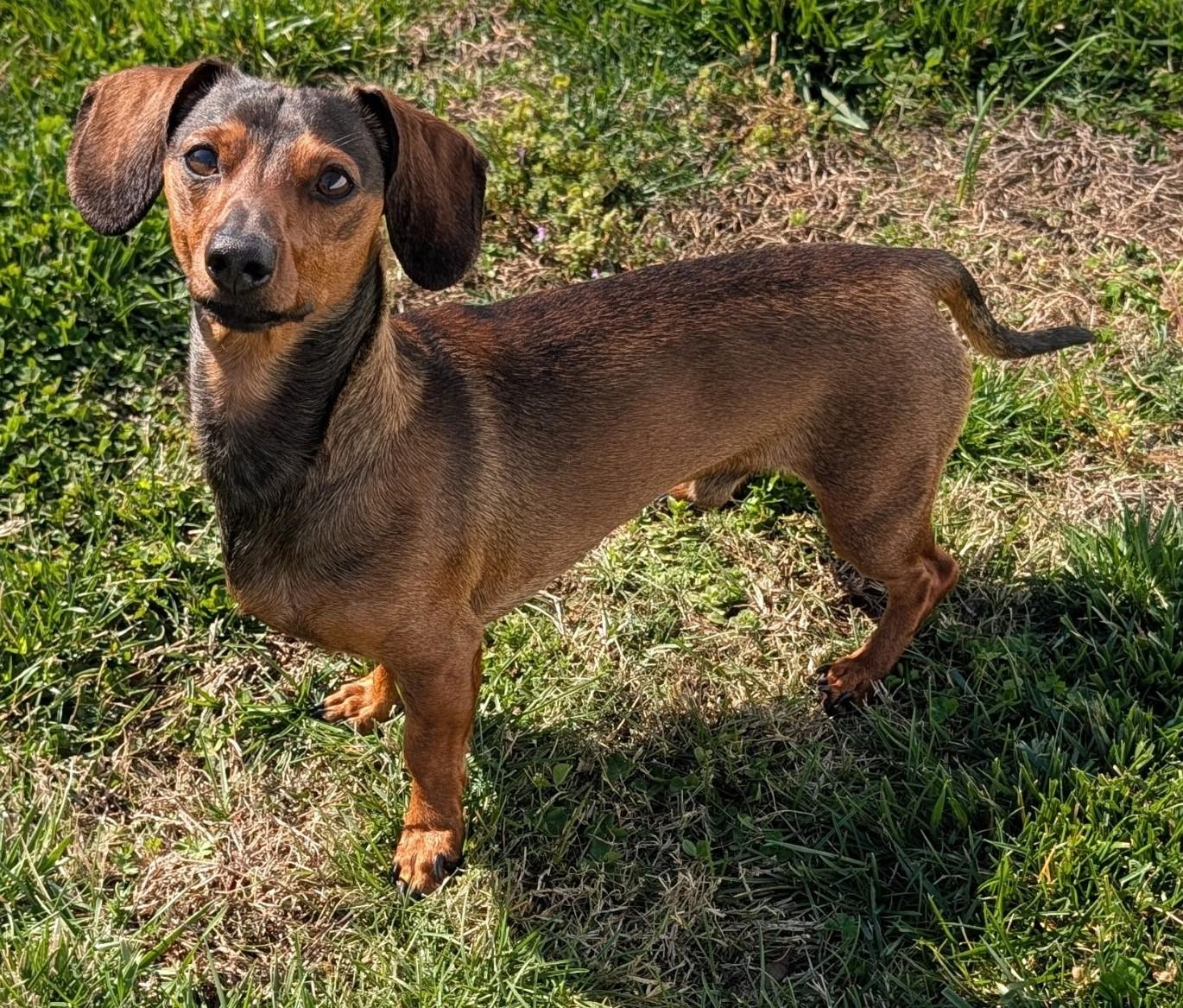 Enlarge Frankie in TN, a ADOPTABLE Dachshund in Shelbyville, TN image 2/5