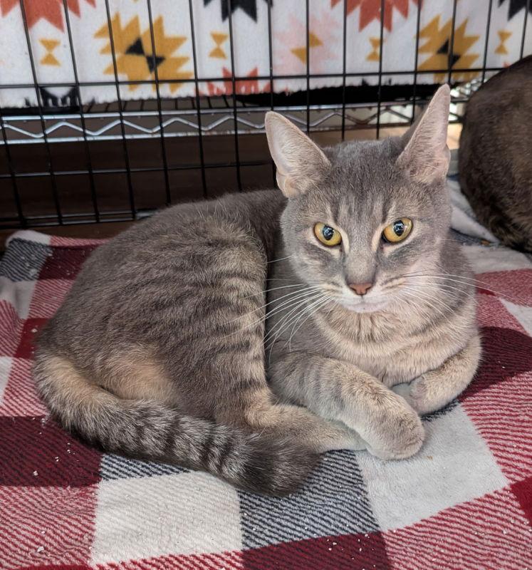 Rosa, Adoptable, Adult Female Tabby & Domestic Short Hair.