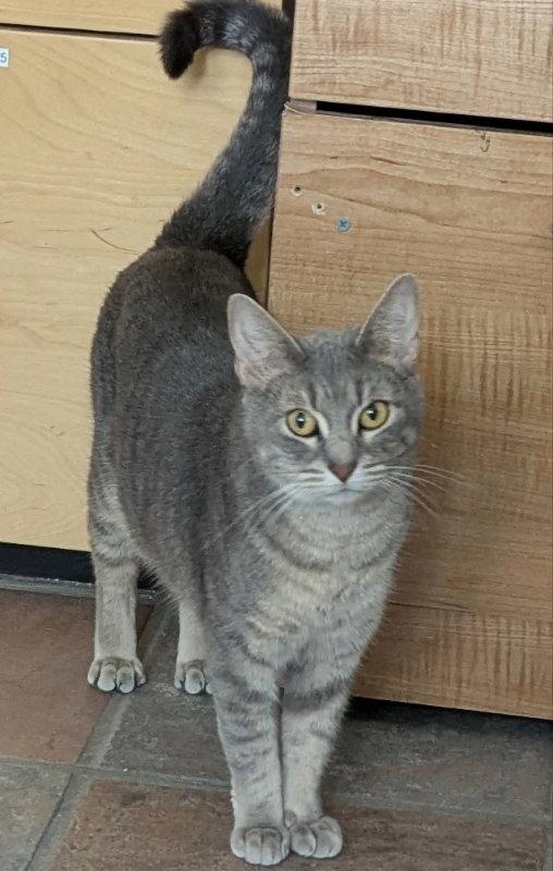 Rosa, a Adoptable mixed breed in Ocala, FL image 3/3