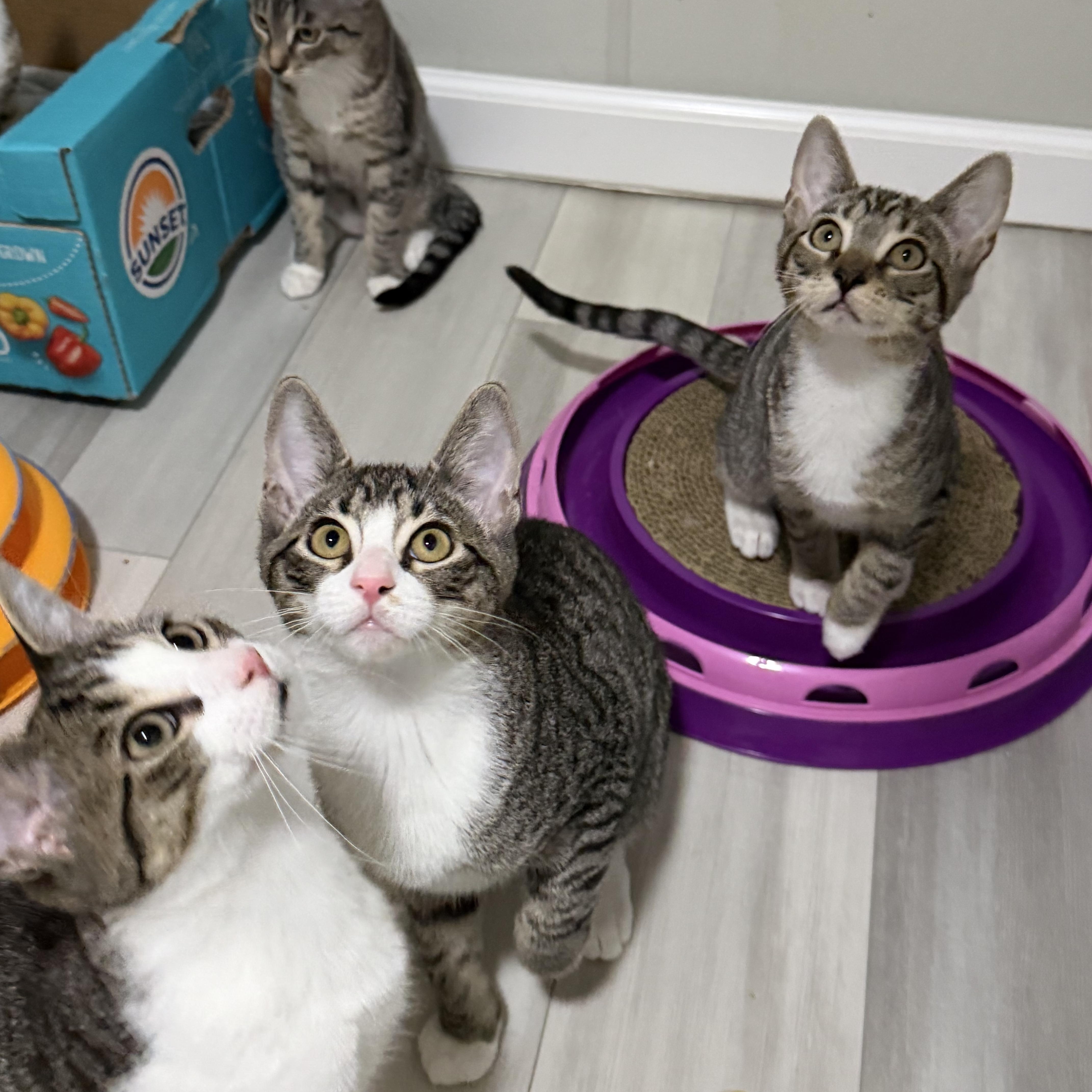 Toucan, a ADOPTABLE American Shorthair in Highland Park, NJ image 5/6