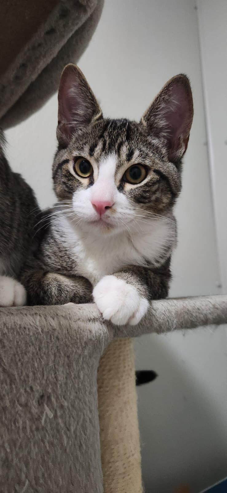 Toucan, a ADOPTABLE American Shorthair in Highland Park, NJ image 1/6