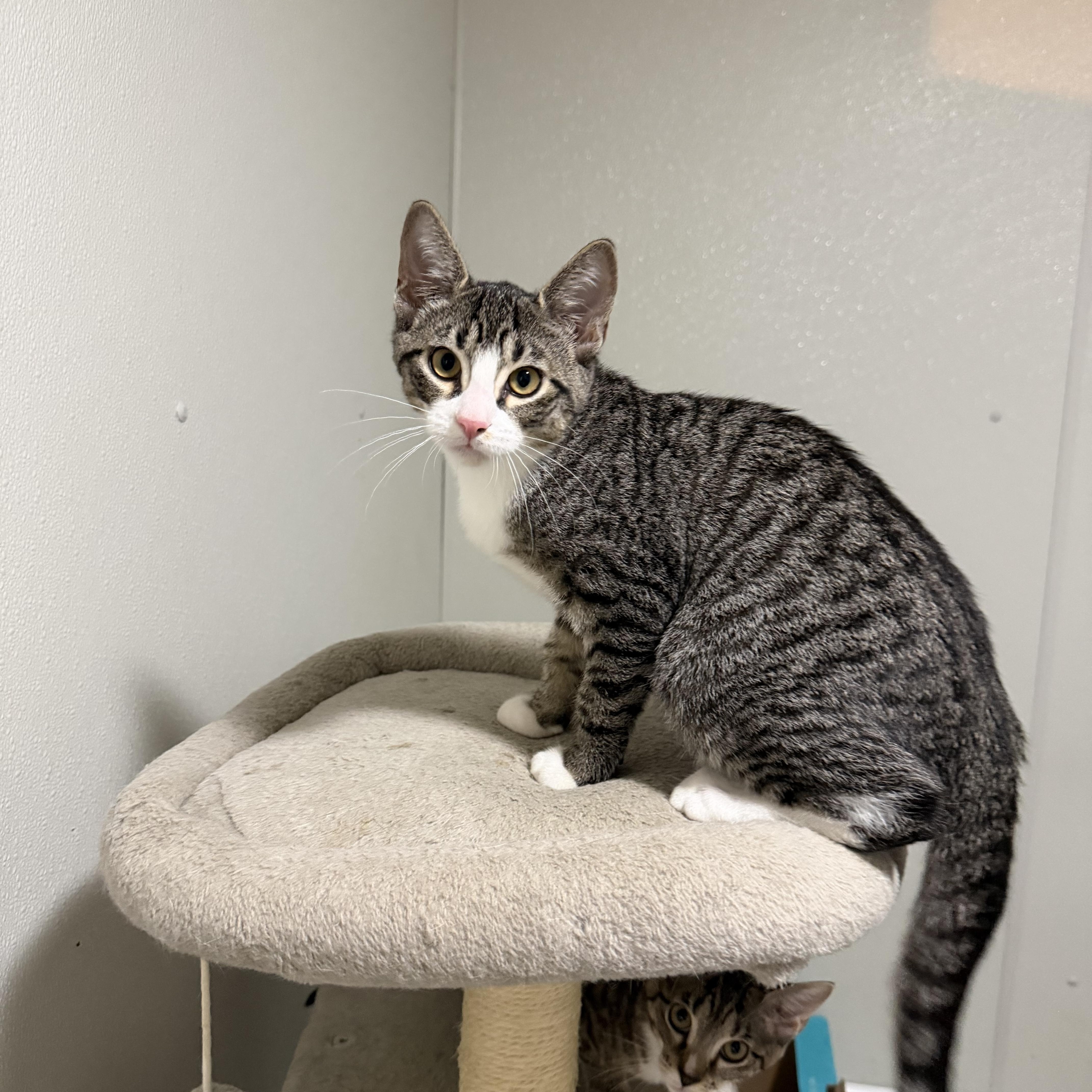 Toucan, a ADOPTABLE American Shorthair in Highland Park, NJ image 4/6