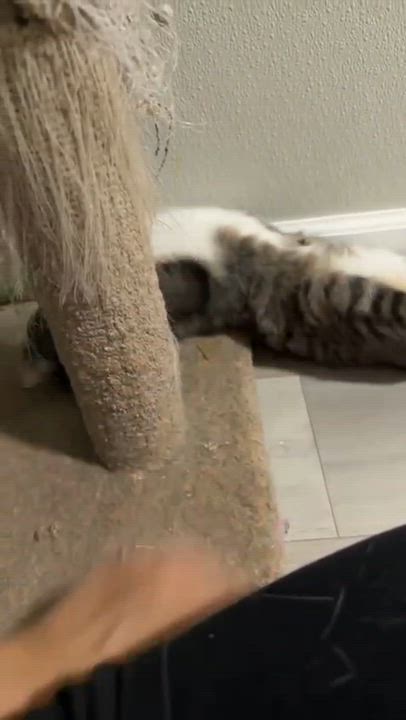 Enlarge Toucan, a ADOPTABLE American Shorthair in Highland Park, NJ video 3/6
