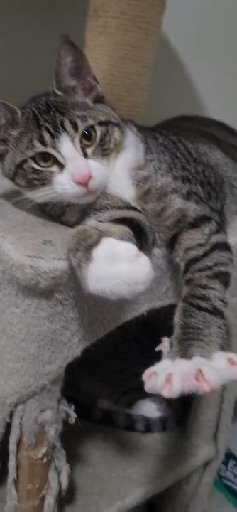 Enlarge Toucan, a ADOPTABLE American Shorthair in Highland Park, NJ video 2/6