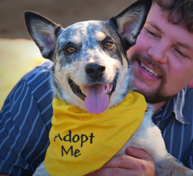 Enlarge Archer, a Adopted mixed breed in Spokane, WA image 4/6