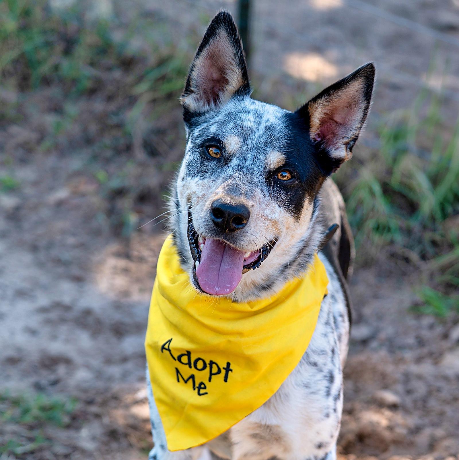 Enlarge Archer, a Adopted mixed breed in Spokane, WA image 3/6
