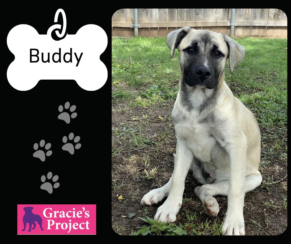Buddy, adopted, Young Male Anatolian Shepherd.