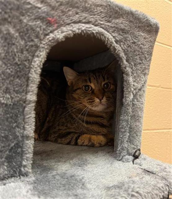 BELLE, Adoptable, Adult Female Domestic Short Hair.