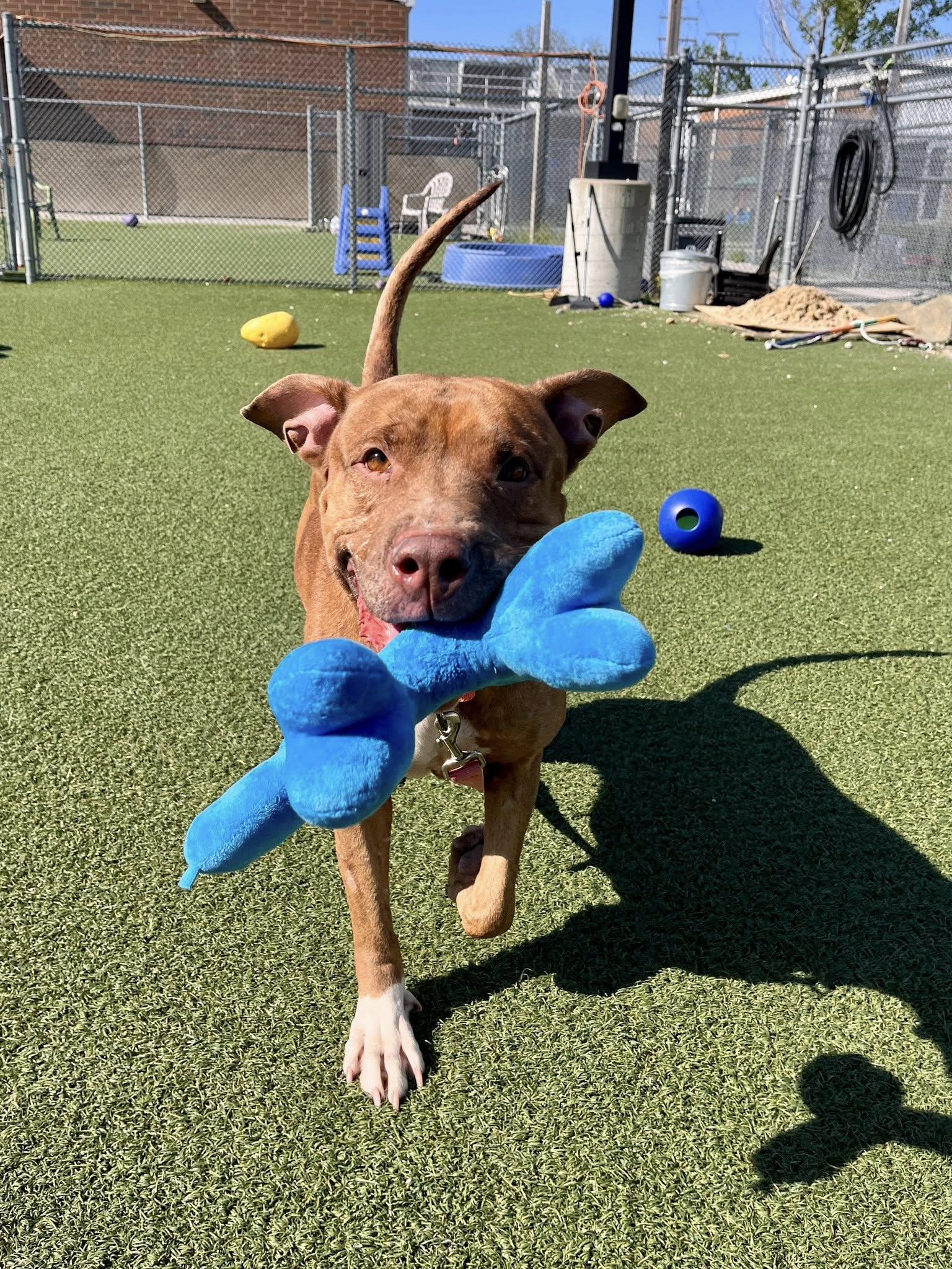 Skyla, a Adoptable mixed breed in Cleveland, OH image 4/6