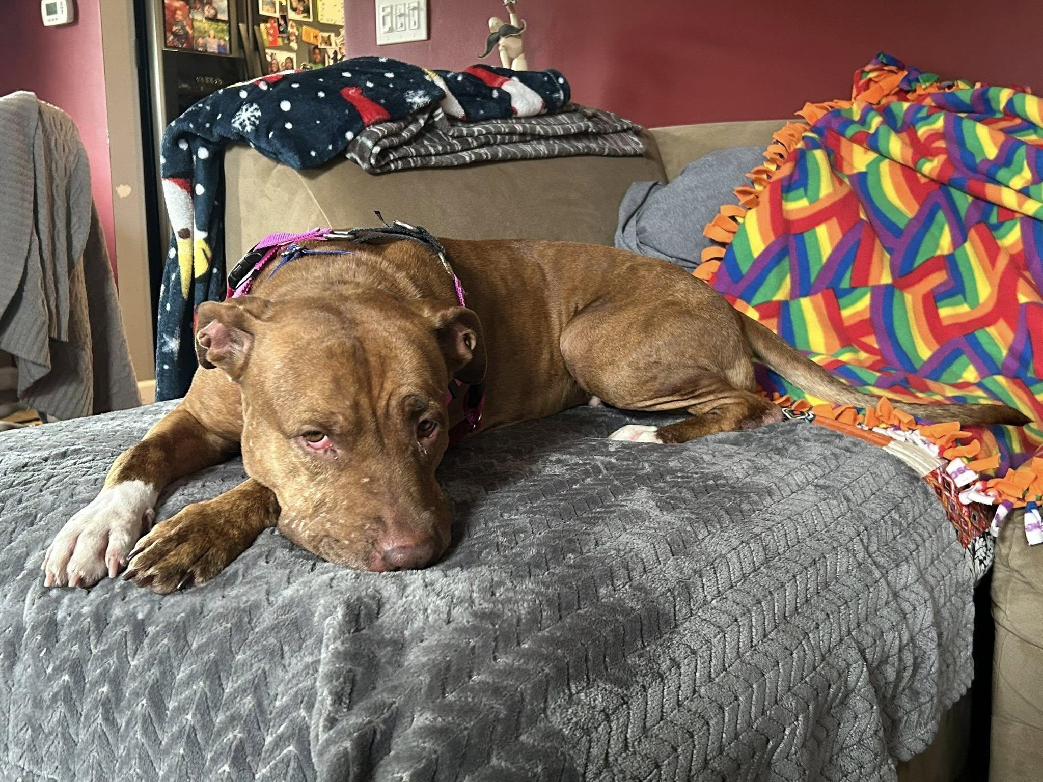 Skyla, a Adoptable mixed breed in Cleveland, OH image 3/6