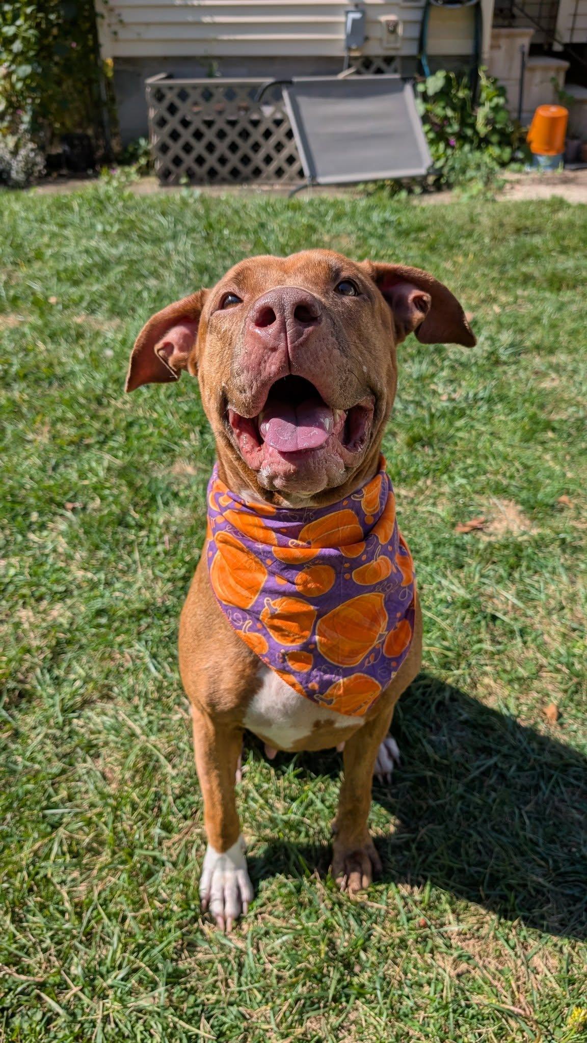 Skyla, Adoptable, Adult Female Pit Bull Terrier.