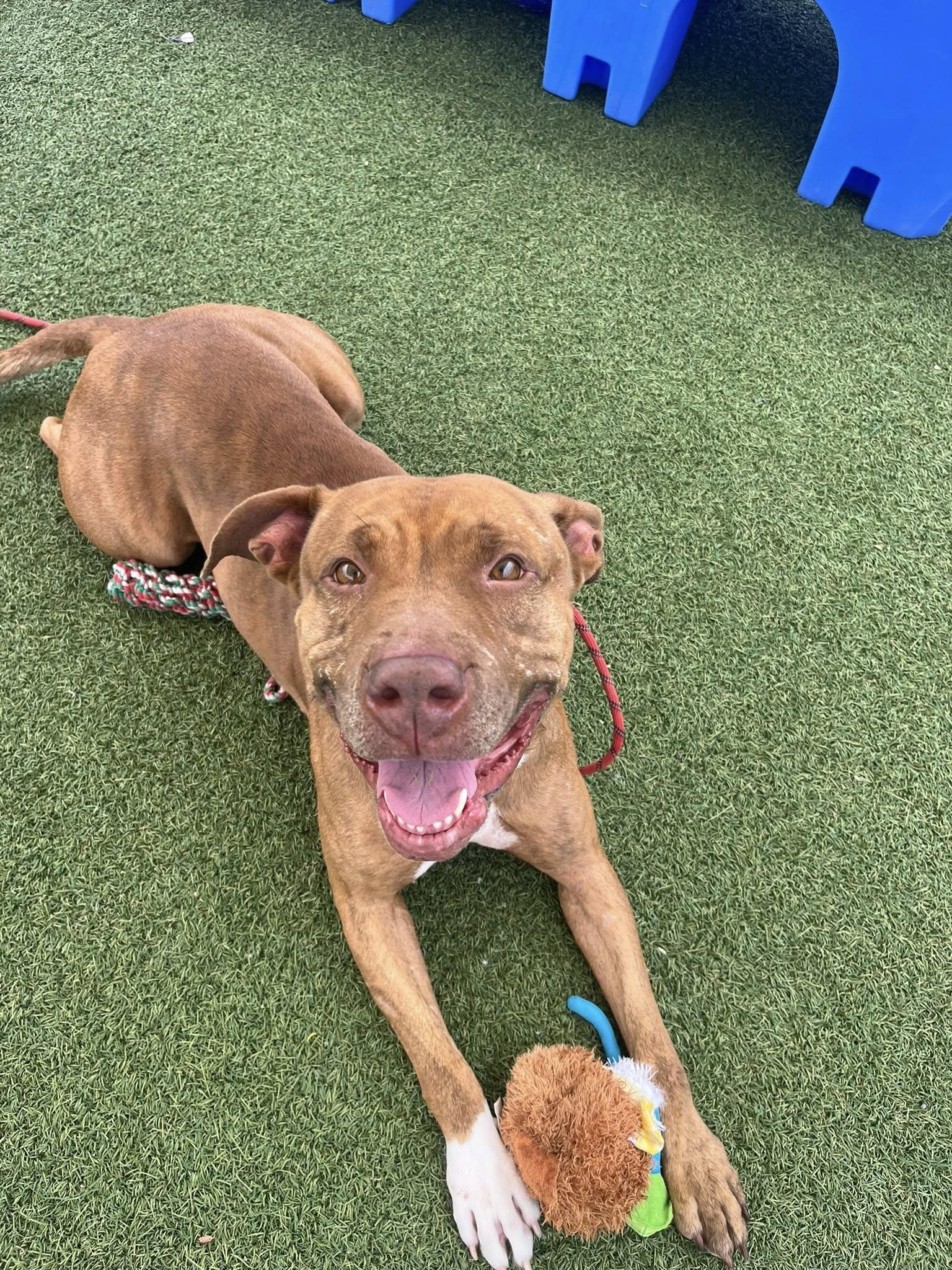 Skyla, a Adoptable mixed breed in Cleveland, OH image 2/6