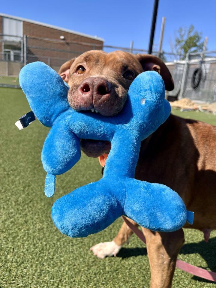 Skyla, a Adoptable mixed breed in Cleveland, OH image 6/6