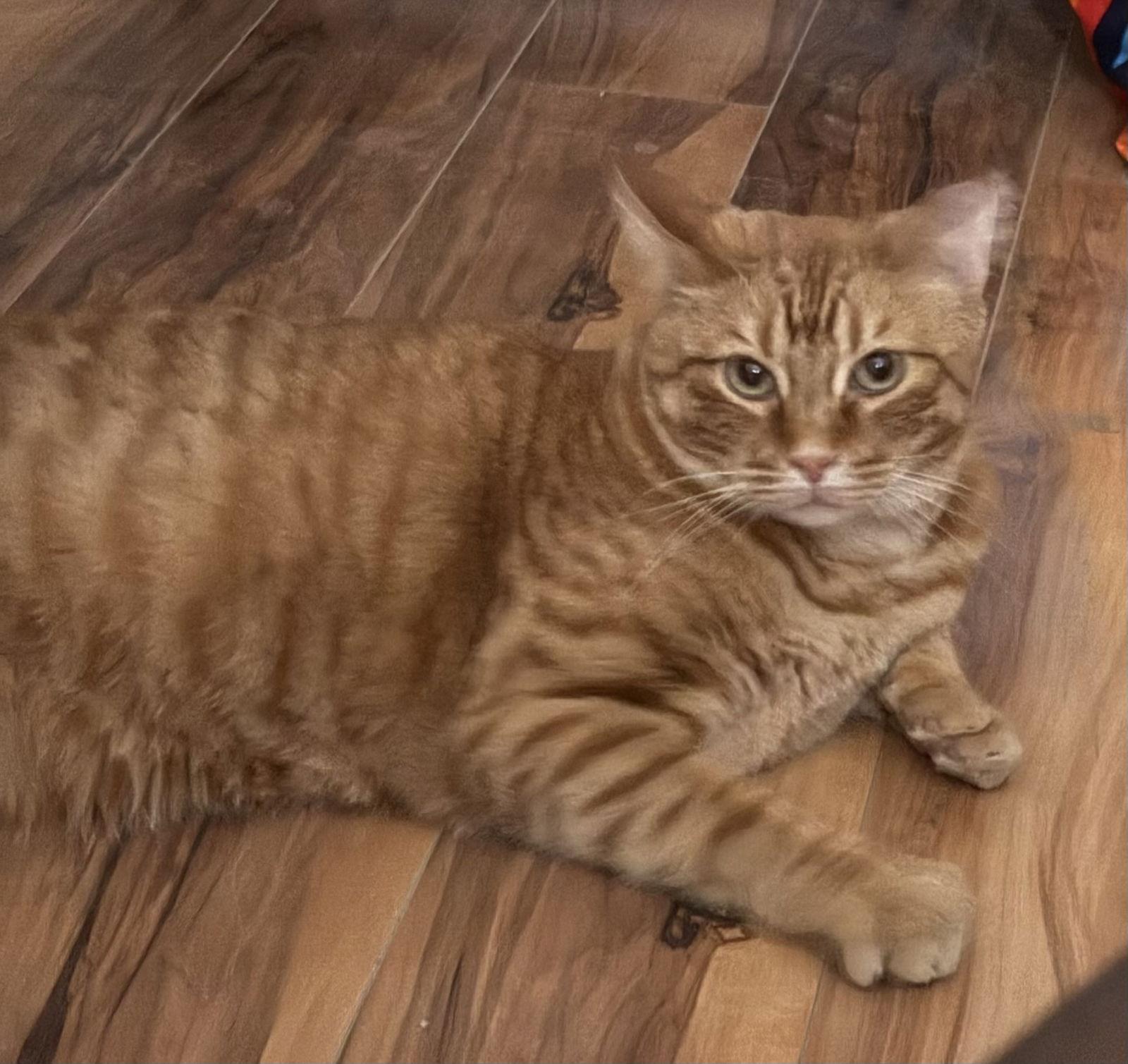 Enlarge Bumble, a Adoptable Domestic Short Hair in Eureka, MO image 1/1