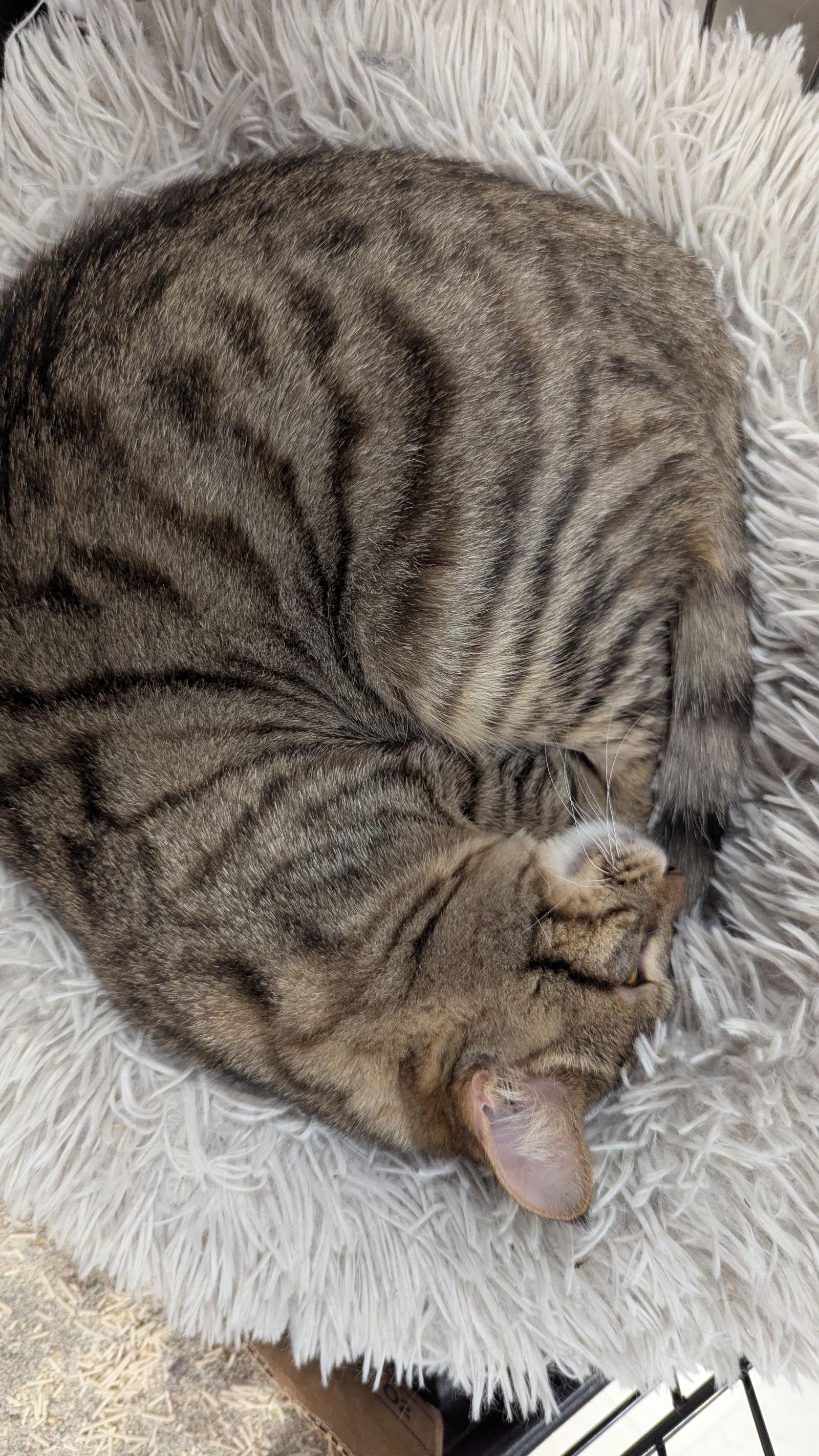 Darcy2 7189, Adoptable, Young Female Domestic Short Hair.