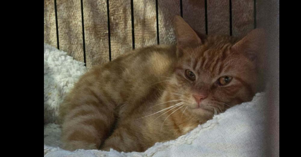 Starla (Bonded with Coco), a Adoptable Domestic Short Hair in Springdale, PA image 3/4