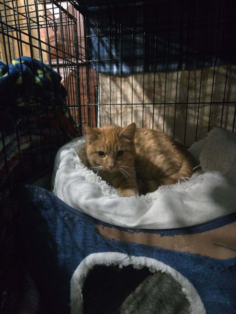 Starla (Bonded with Coco), a Adoptable Domestic Short Hair in Springdale, PA image 4/4