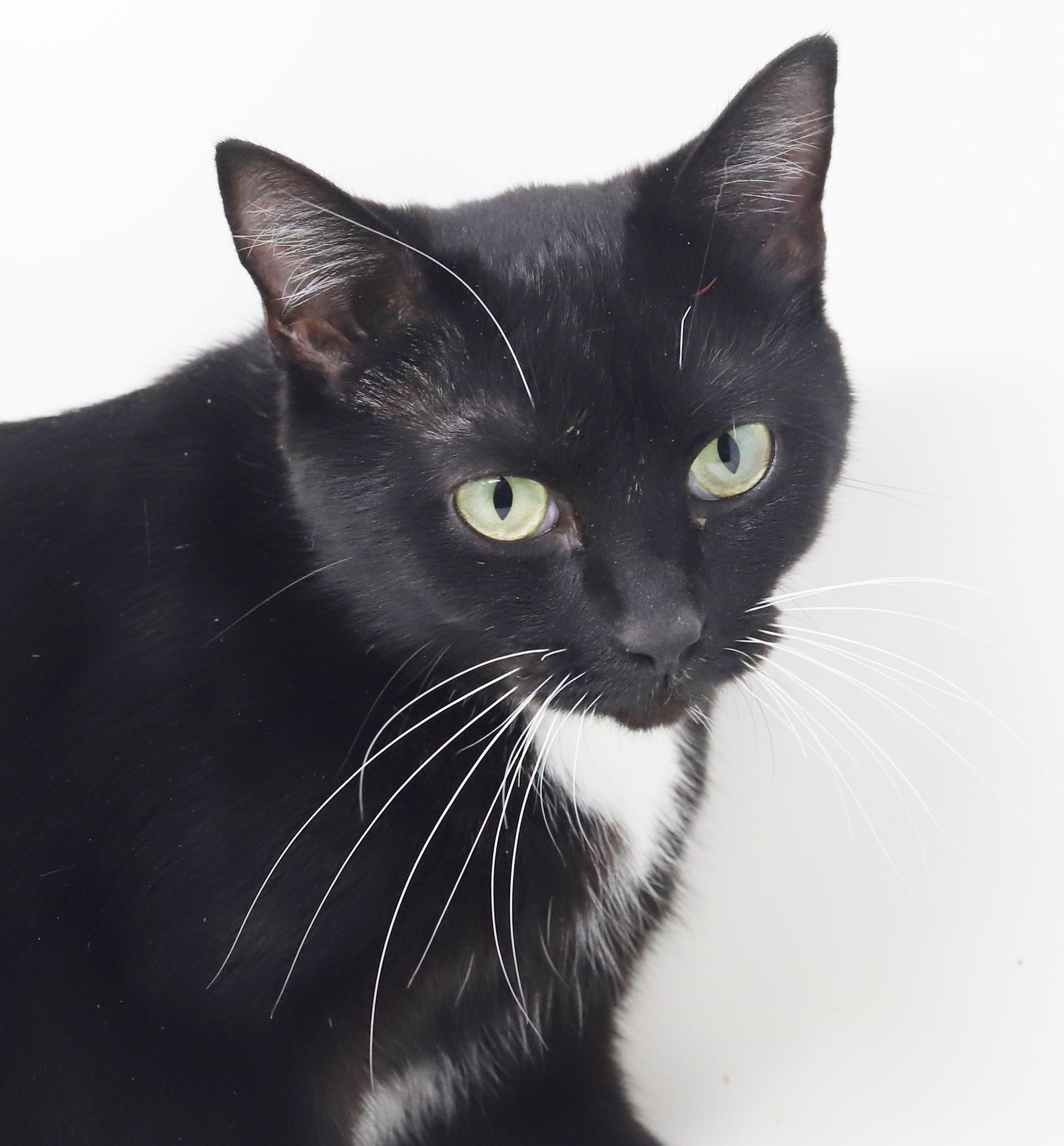 Sweetheart will quickly steal your heart with her sweetness!  POSSIBLE ESA THERAPY CAT TOO!!