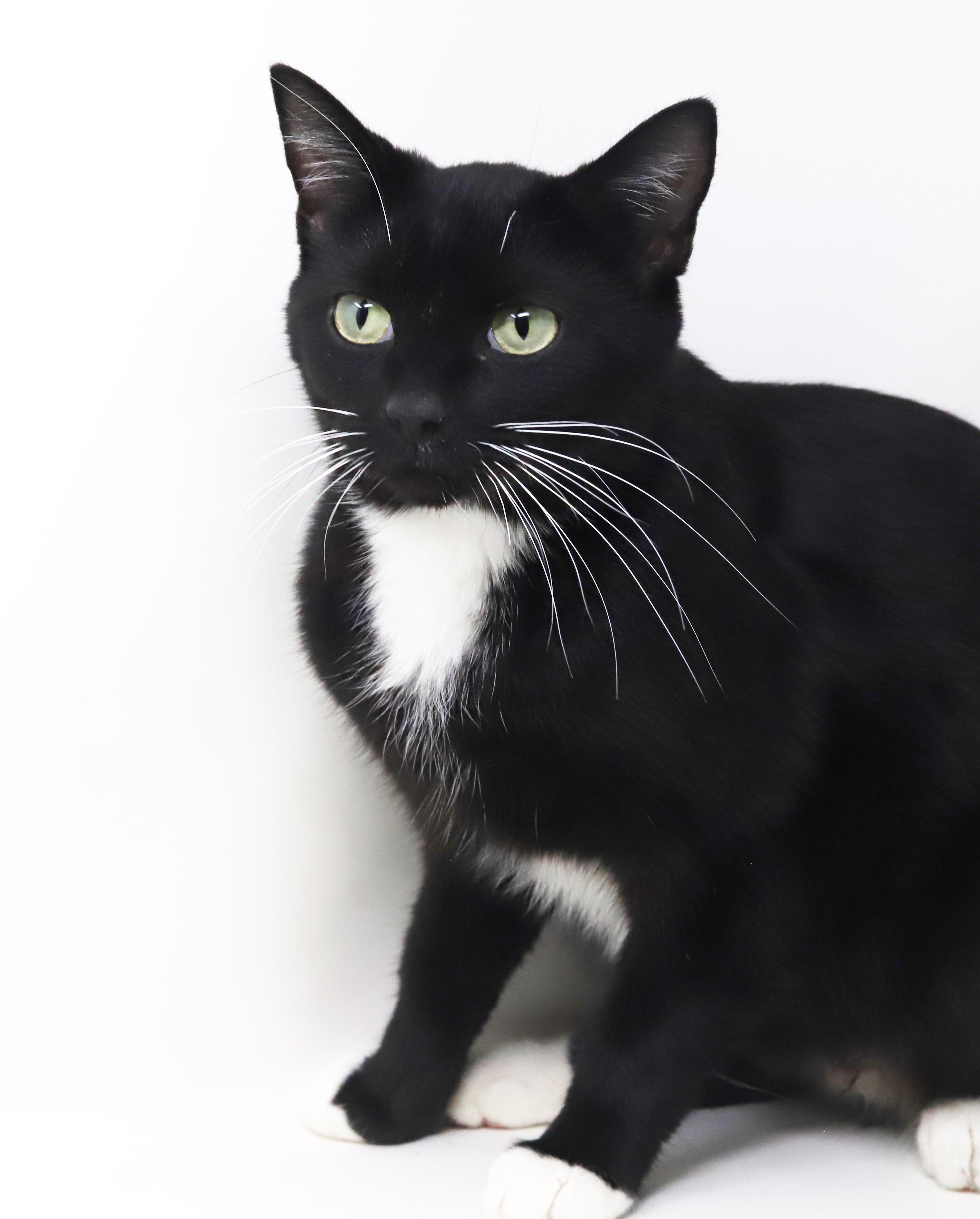 Sweetheart will quickly steal your heart with her sweetness!  POSSIBLE ESA THERAPY CAT TOO!!